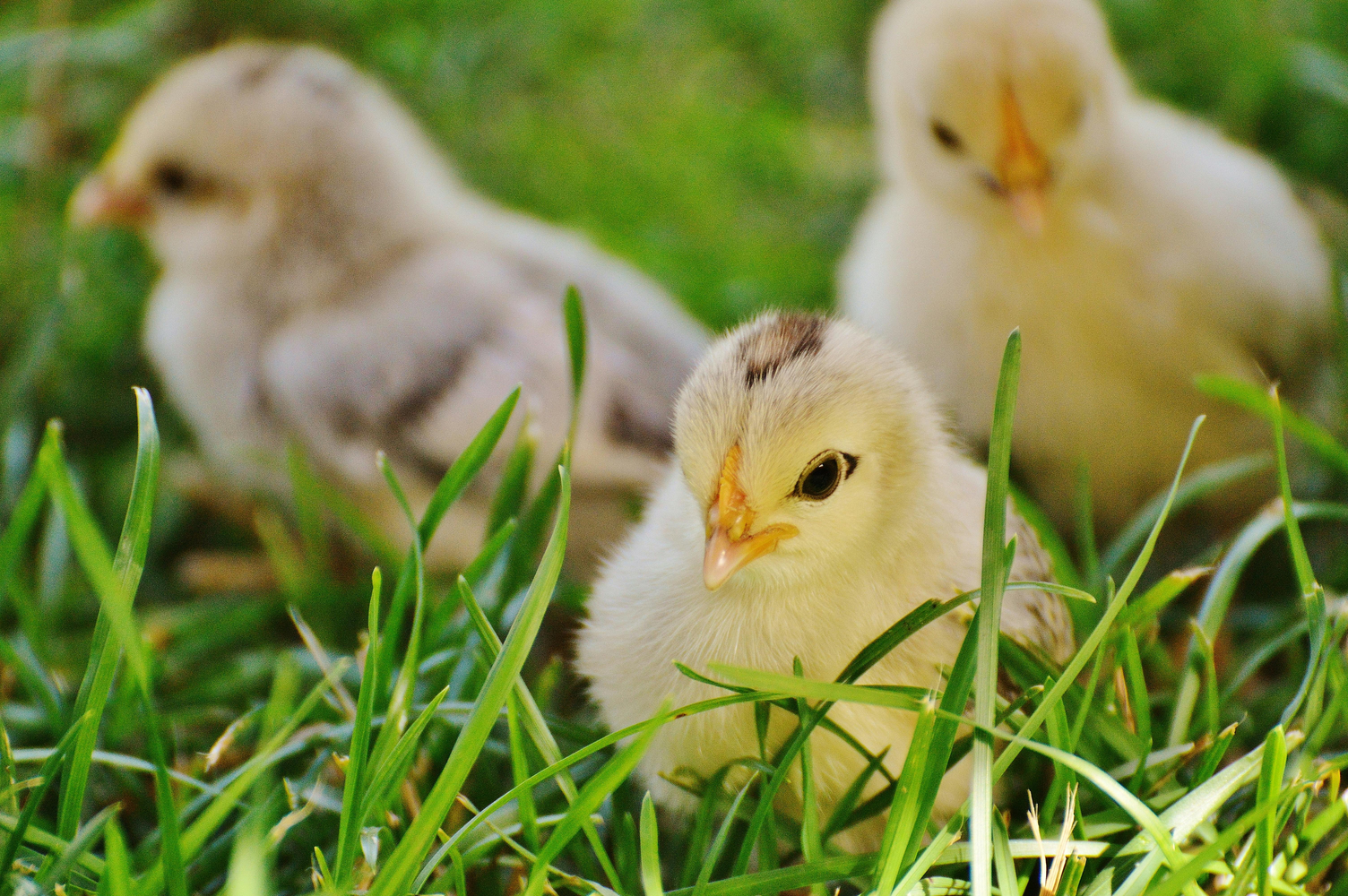 An image of 3 yellow chicks sitting in the grass.