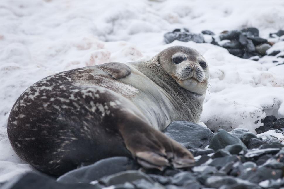 A seal lying on ice and rocks on its side