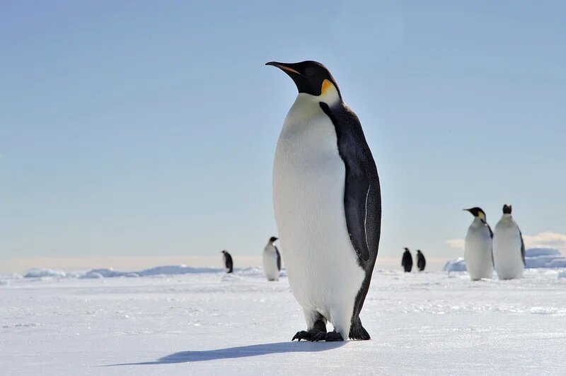 A penguin standing on ice