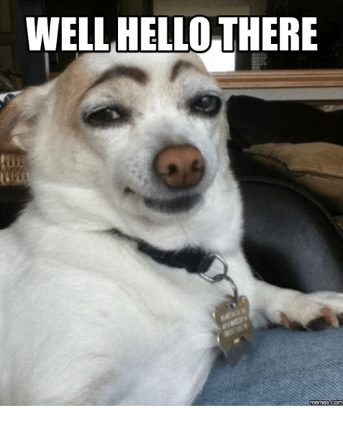 meme of a white dog with the title Well hello there